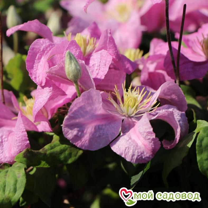 Клематис Комтесс де Бушо ЗКС