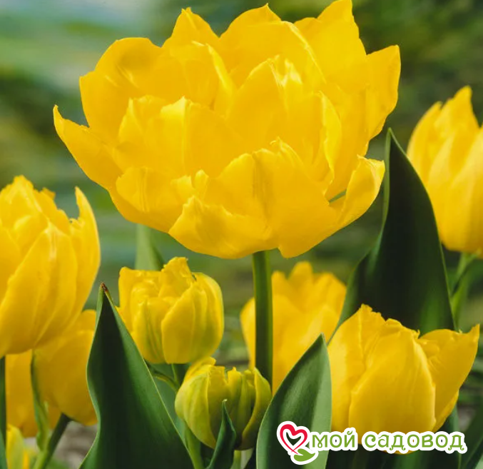 Тюльпан Монте Карло